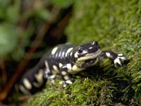 California Tiger Salamander, ambystoma californiense