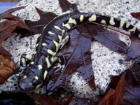 California Tiger Salamander, ambystoma californiense