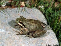 Pacific Tree Frog