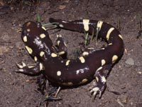 California Tiger Salamander, ambystoma californiense