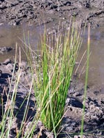 Juncus