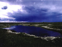 Vernal Pool