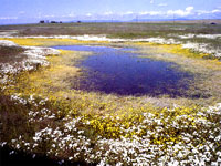 Vernal Pool