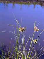 Scirpus