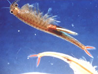 Fairy Shrimp